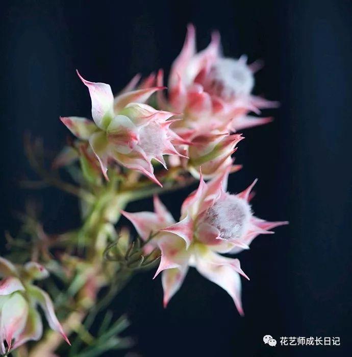 关于荔枝玫瑰的一切花艺运用,今天一次性给你讲清楚! - 知乎