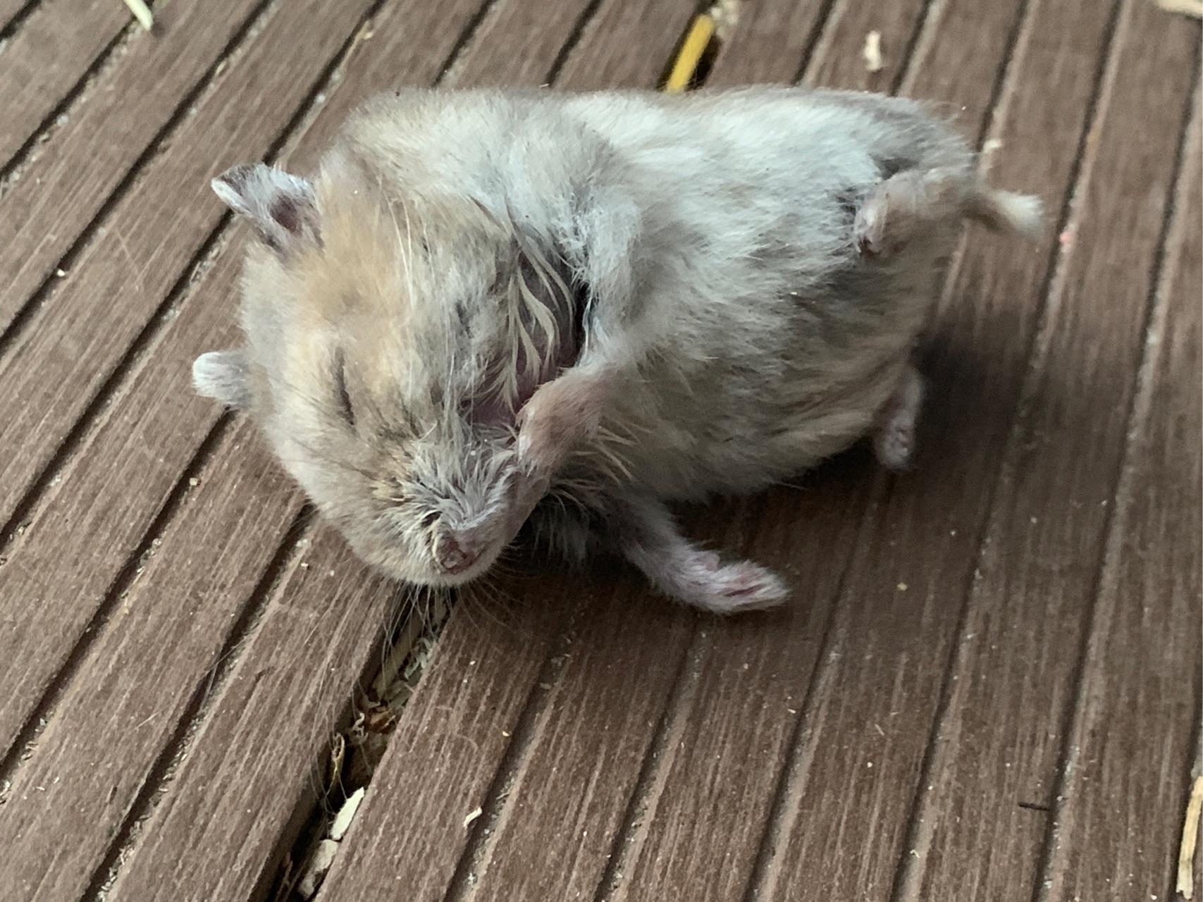 你们仓鼠死的时候会难过吗