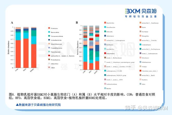 强功效·成果|植物乳植杆菌BXM2：调节肠道健康，体重管理全新解决方案 - 知乎