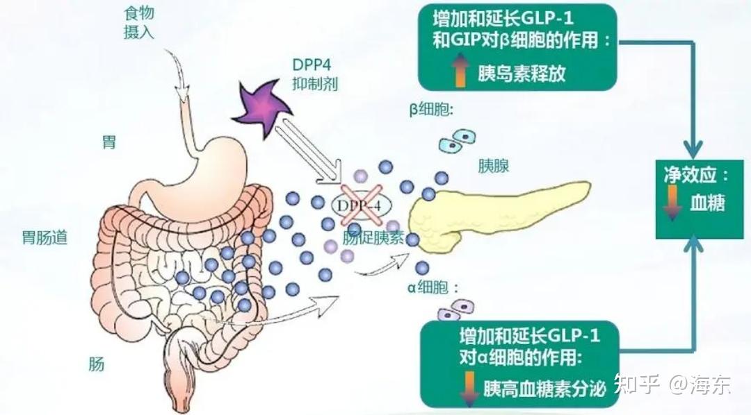 每日一药—细数国内上市的五大dpp-4抑制剂