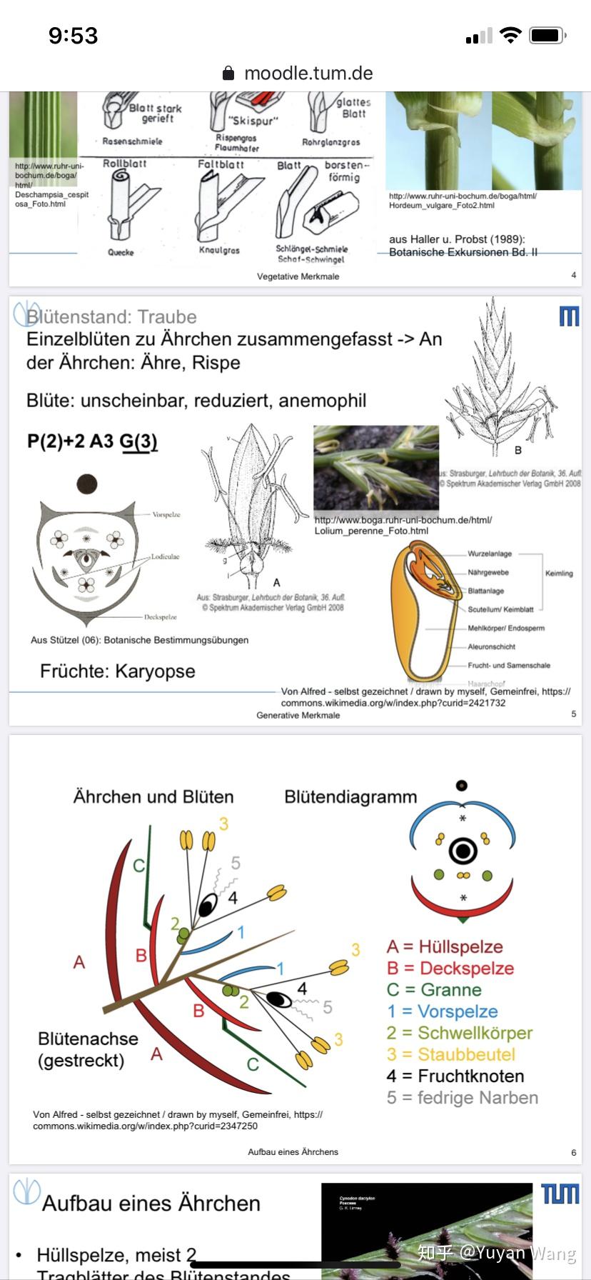小麦花是双性花还是单性花,它的结构是怎样的?花程式怎么写?