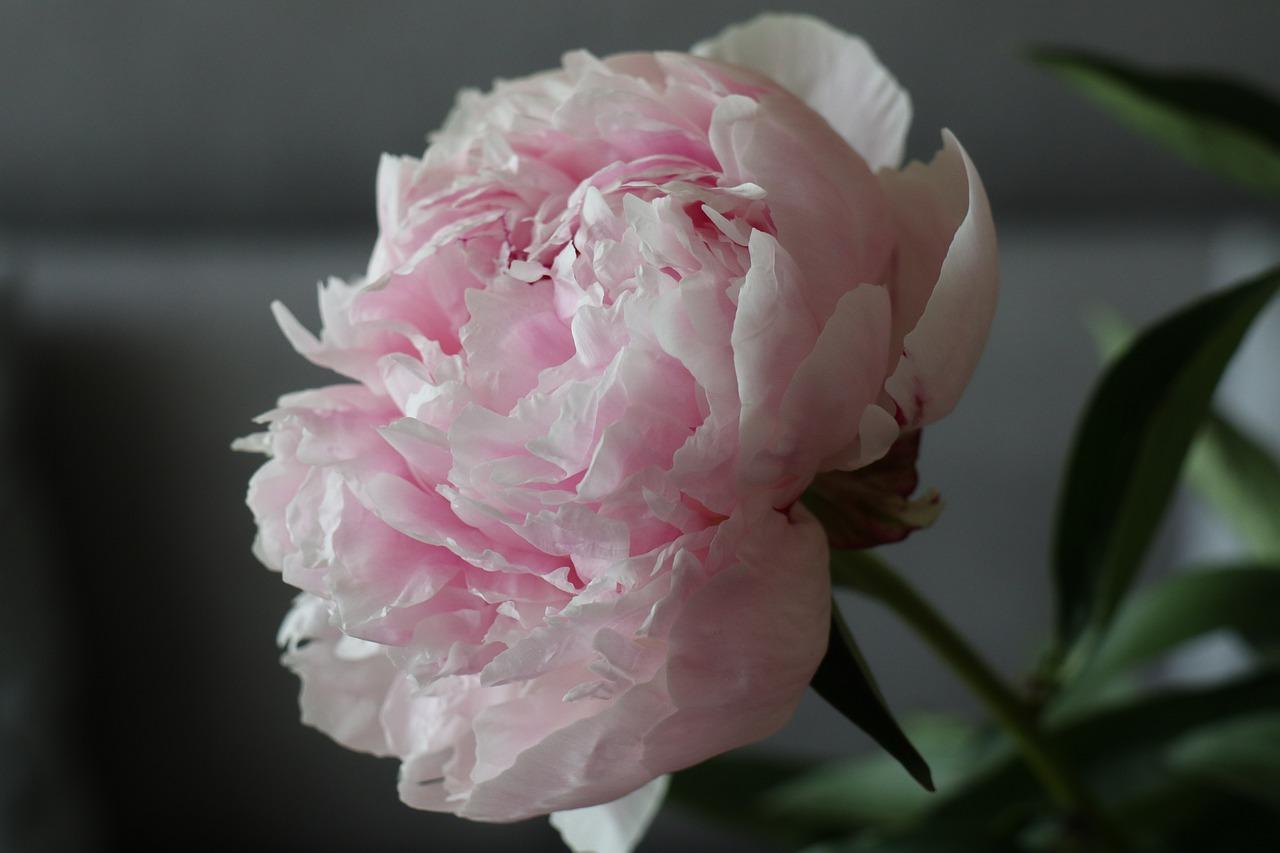 为什么牡丹烟不好买