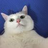 哪位大哥有平兼光的作品或者在哪里可以看? - 知乎