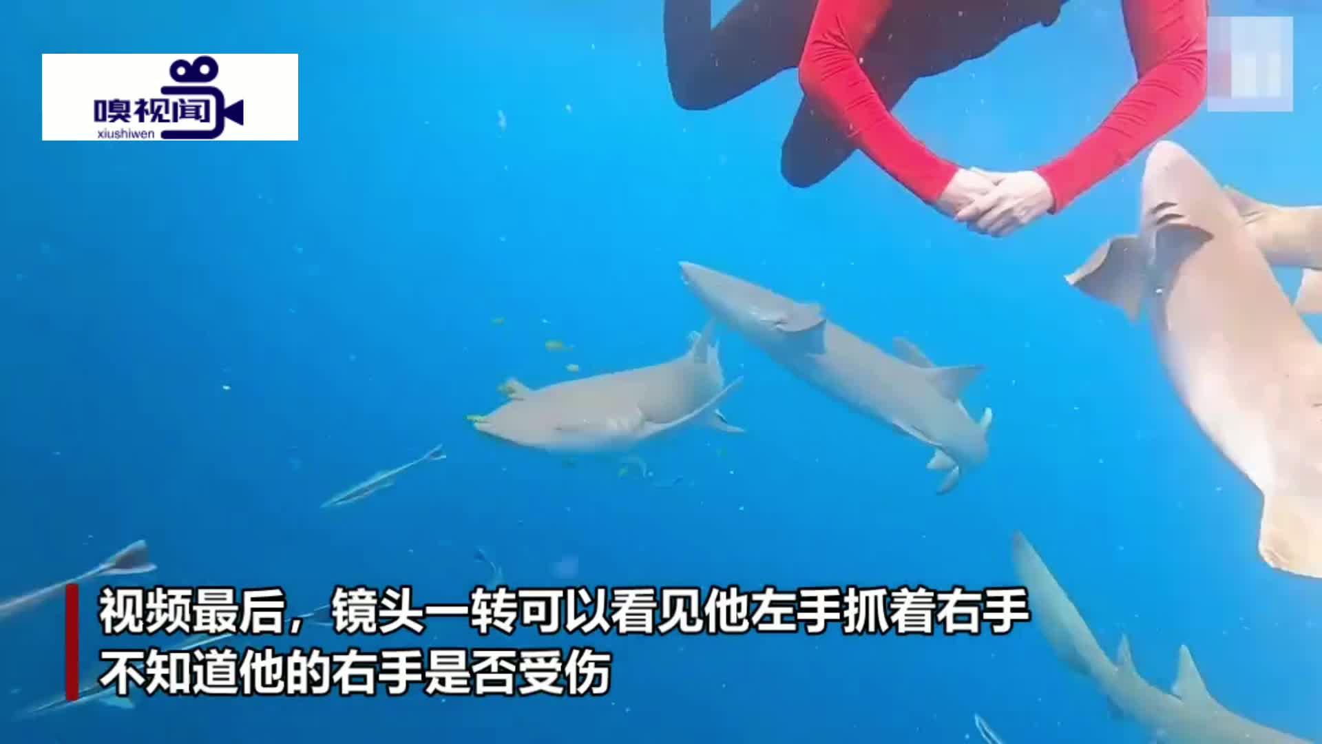 鲨鱼究竟怕不怕海豚？看它们合作捕杀沙丁鱼你就知道！ - 知乎