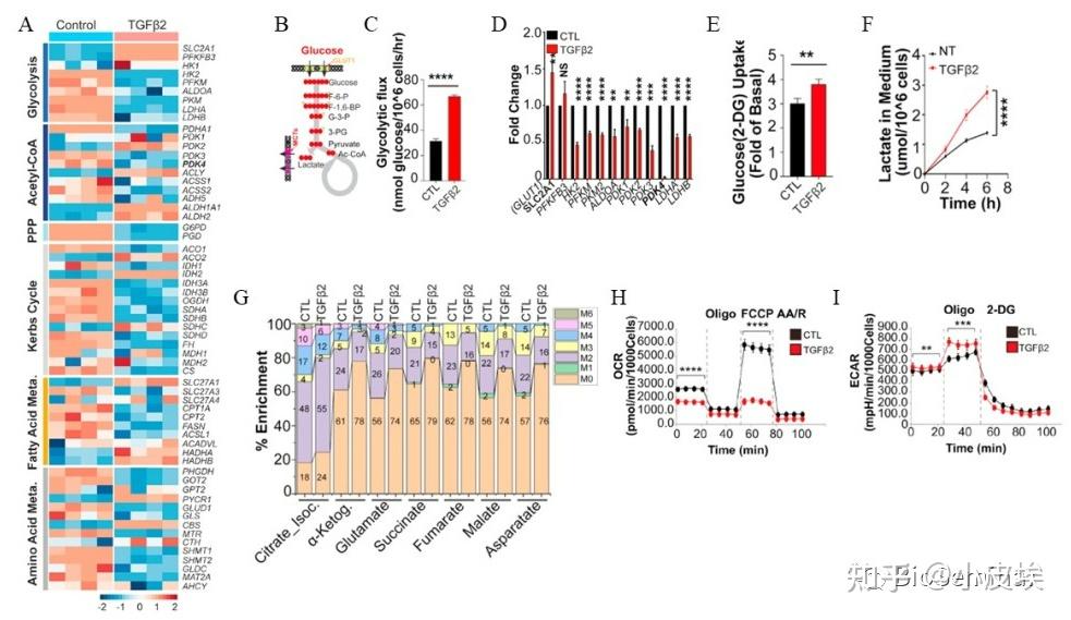 Cell Metabolism | 细胞代谢的分子机制如何做？代谢顶刊CM的这篇文章也许能给你一些灵感 - 知乎