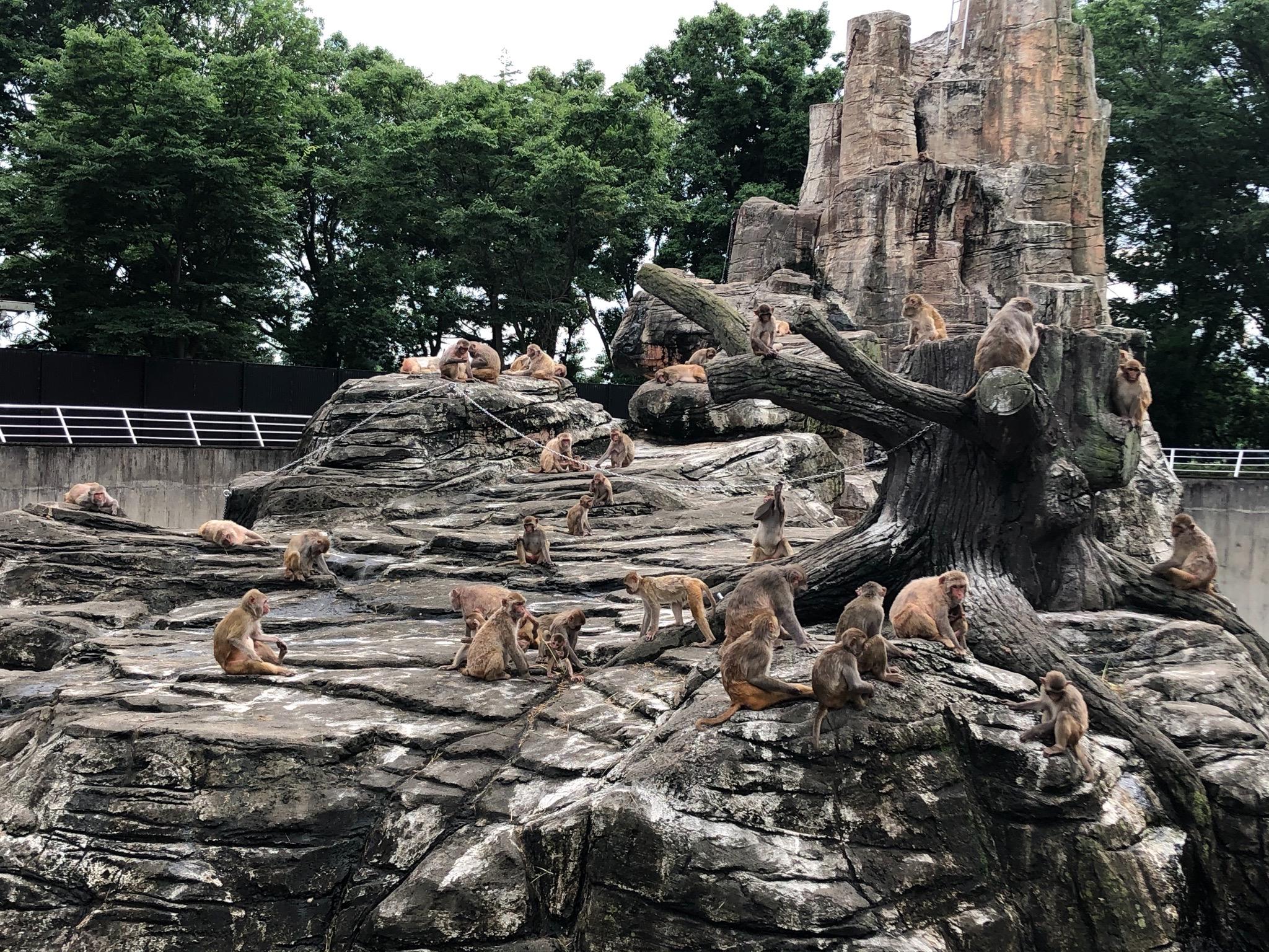 国内动物园的猕猴住猴山灵感源于哪里