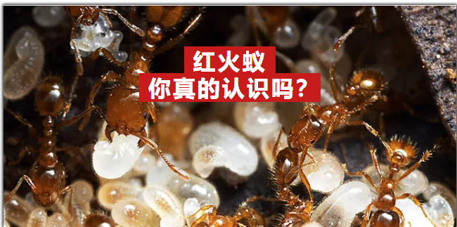50张高清图带你全面认识红火蚁和蚁巢! - 知乎
