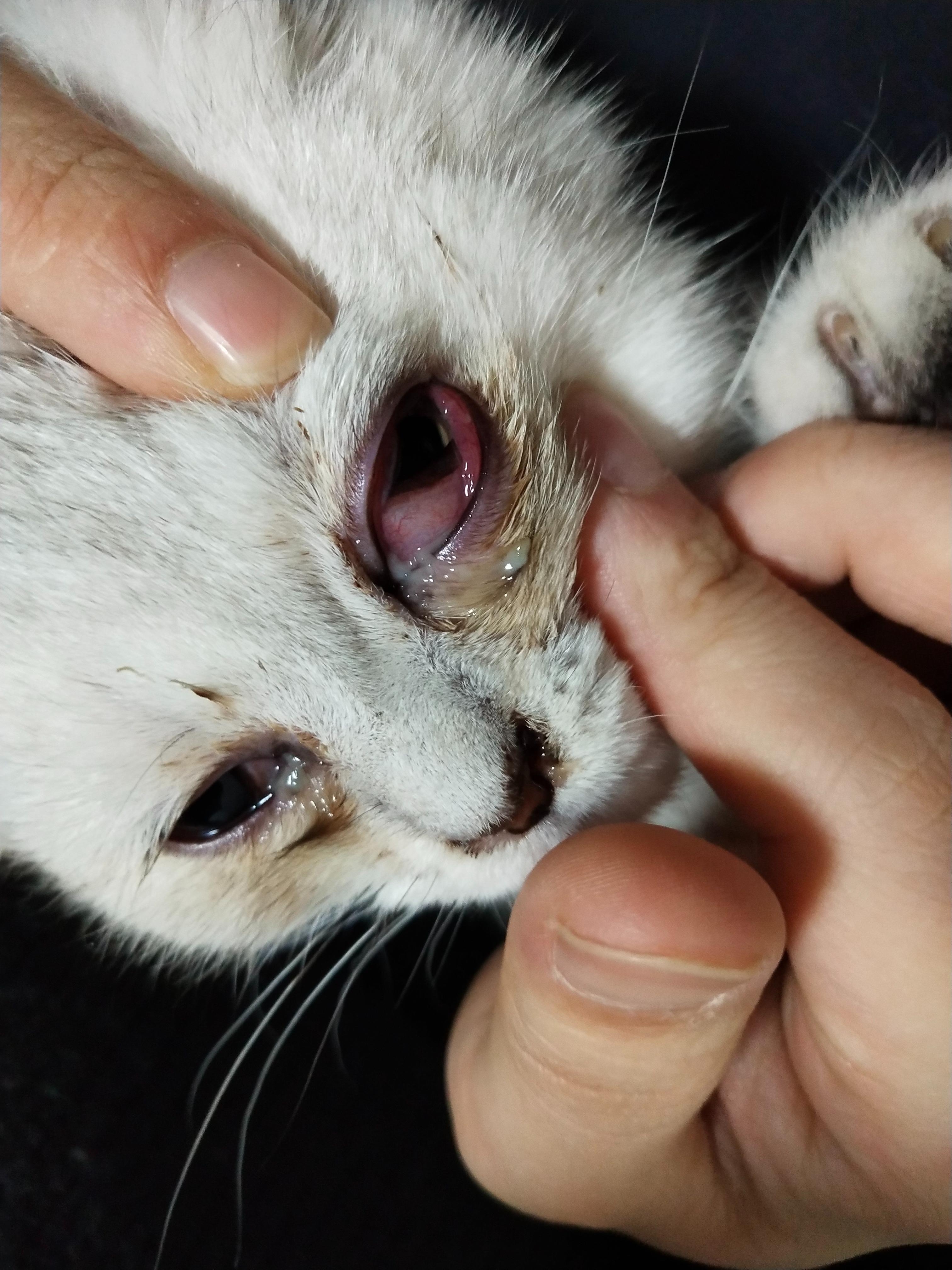 猫有疱疹病毒一直不康复怎么办