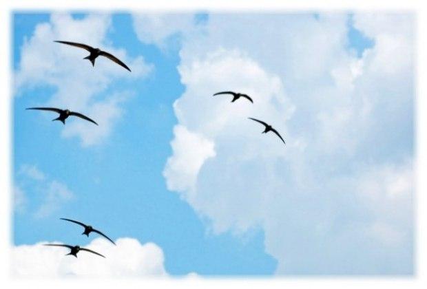 重现苏联歌曲燕子060104050802010505