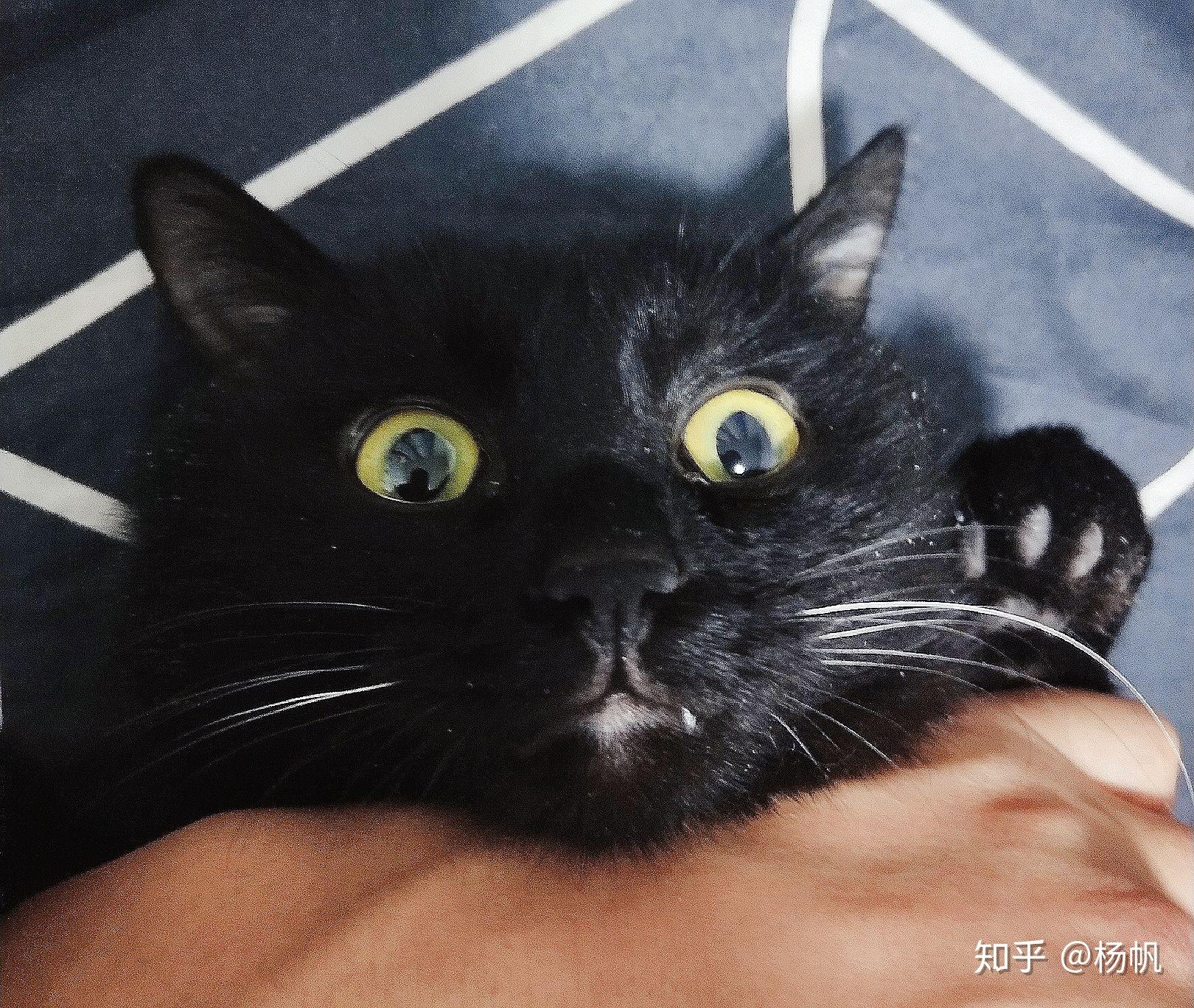 黑猫的毛是纯黑色的还是有花纹的