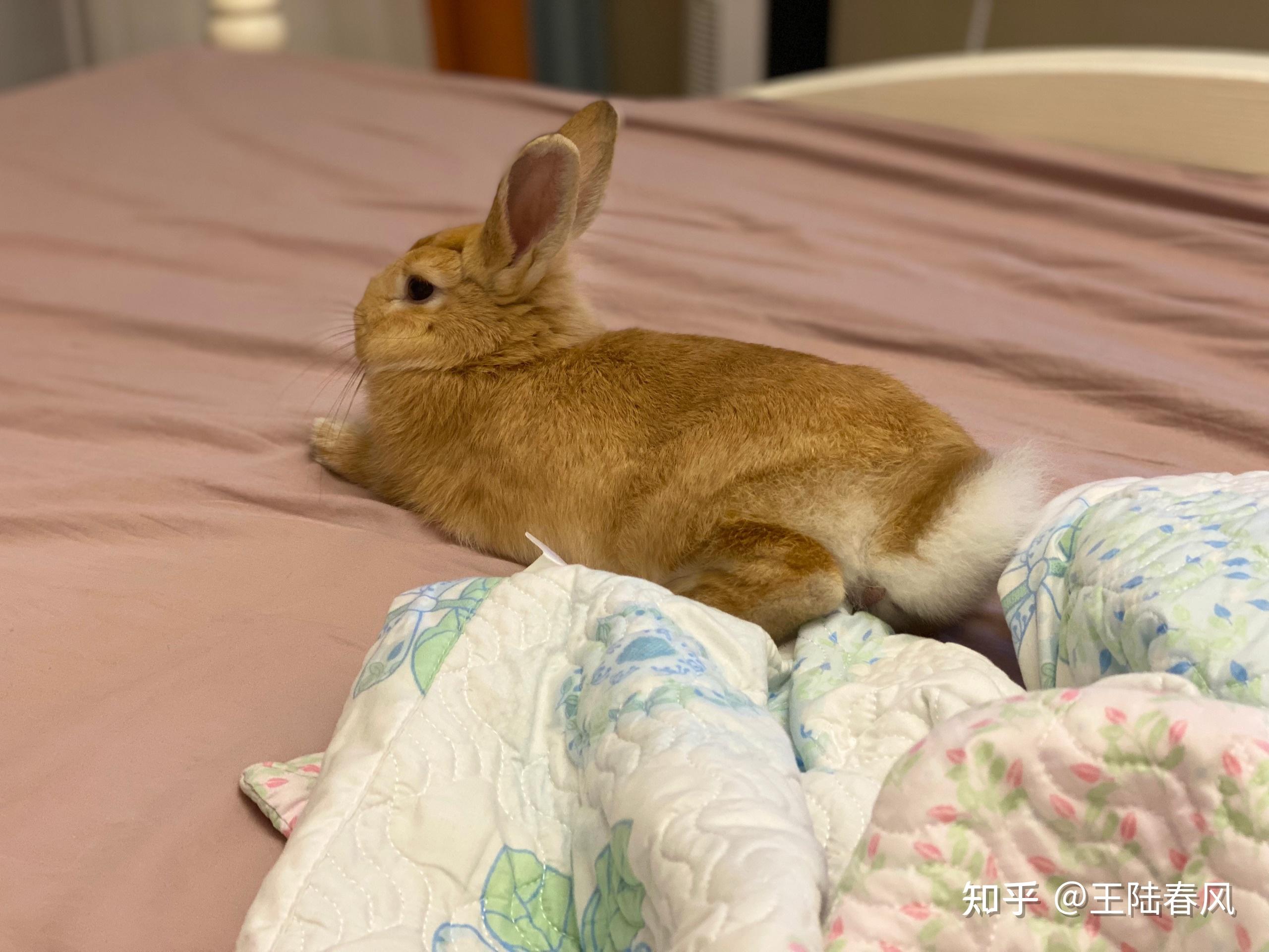 请问一下,兔兔睡觉的姿势是什么样子的? 