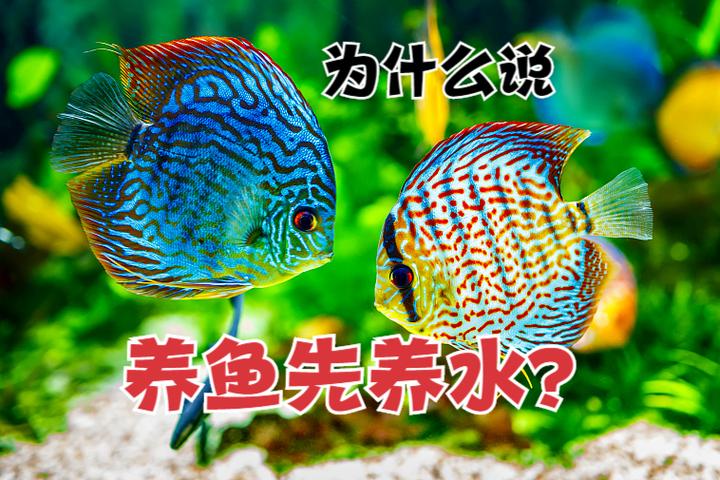 都说“养鱼先养水”,养鱼为什么要养水?我们该如何养水? - 知乎