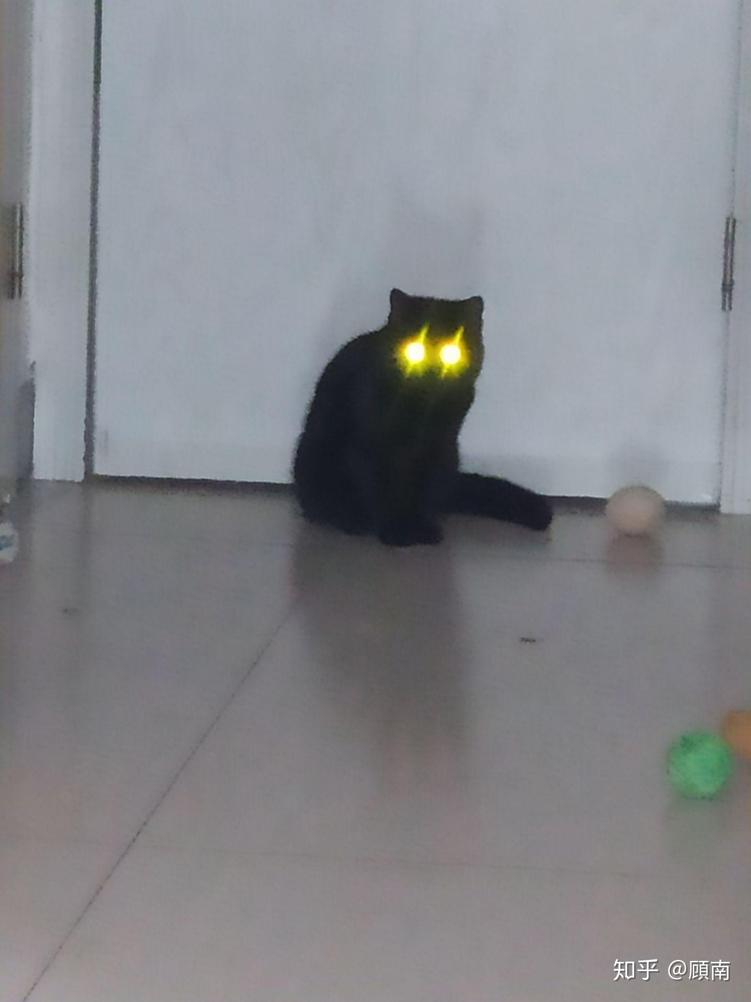 为什么黑猫眼睛都是黄的?