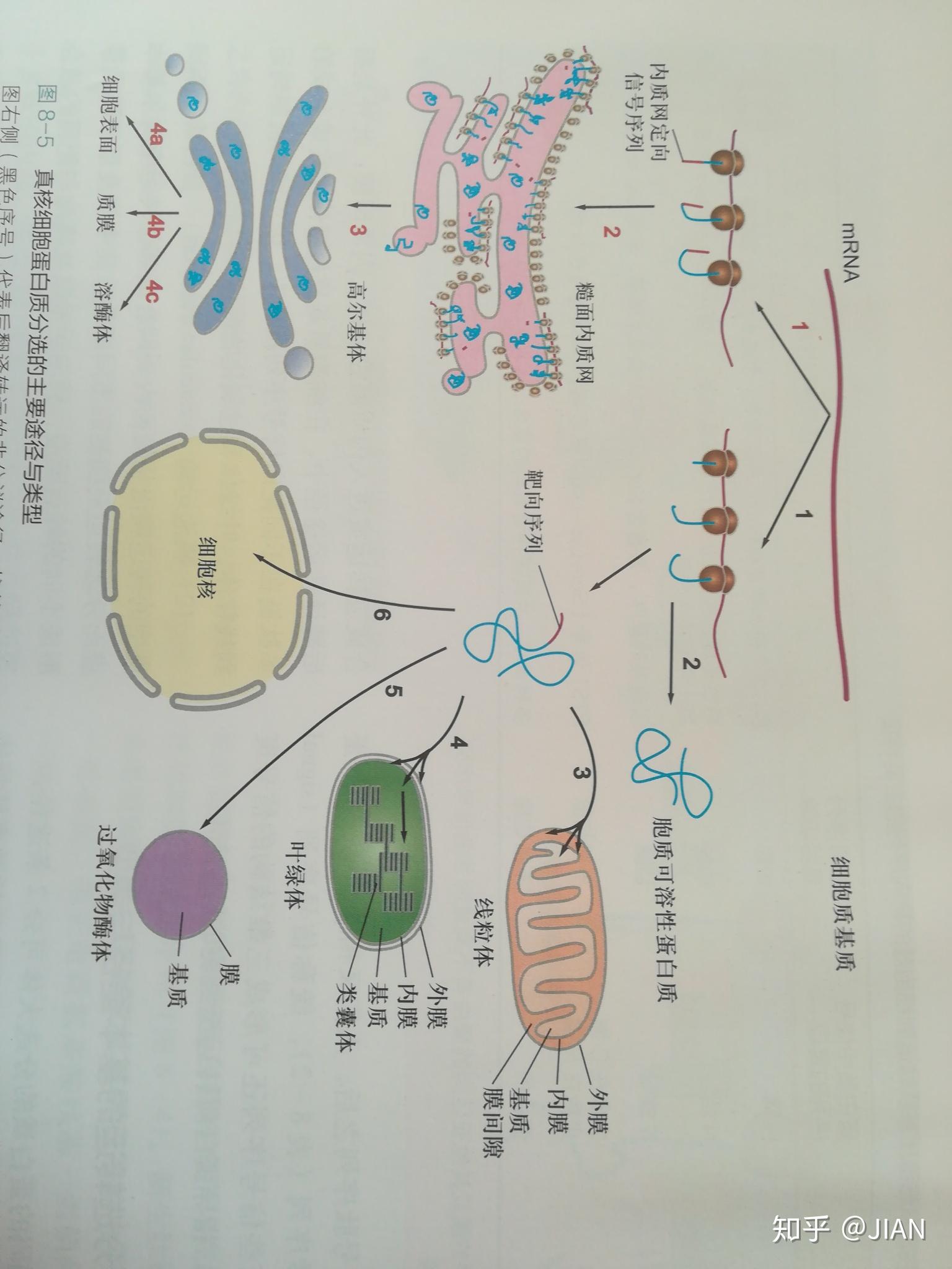 高尔基体和内质网到底对蛋白质做了些什么