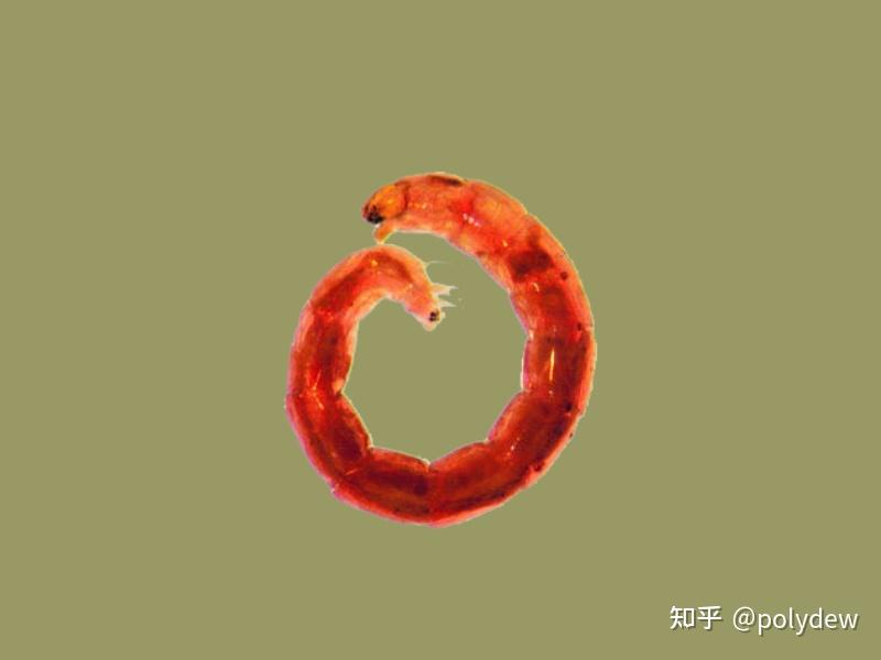 水蚯蚓是什么生物?