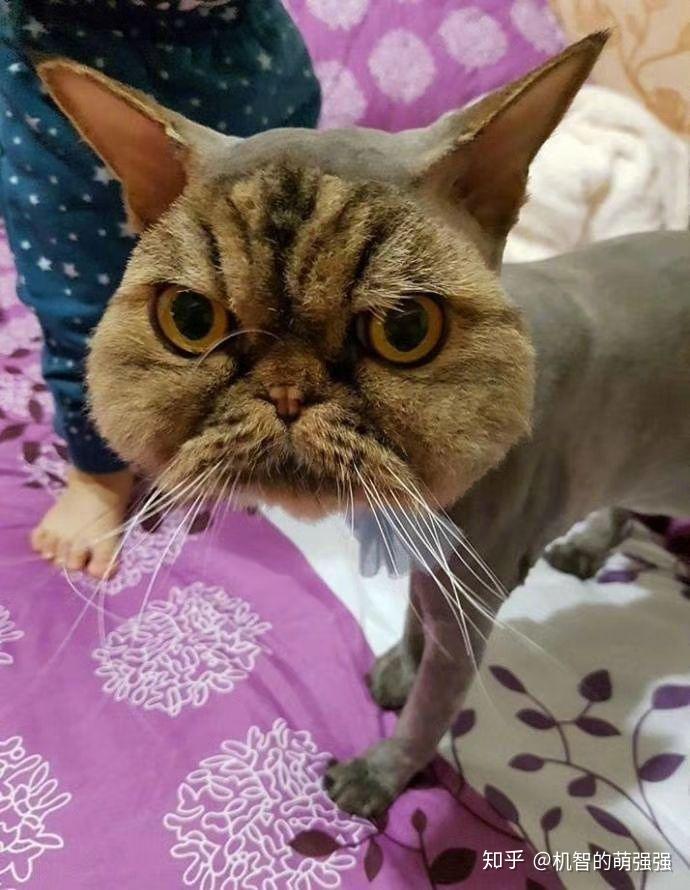 猫咪尴尬期有多尴尬?