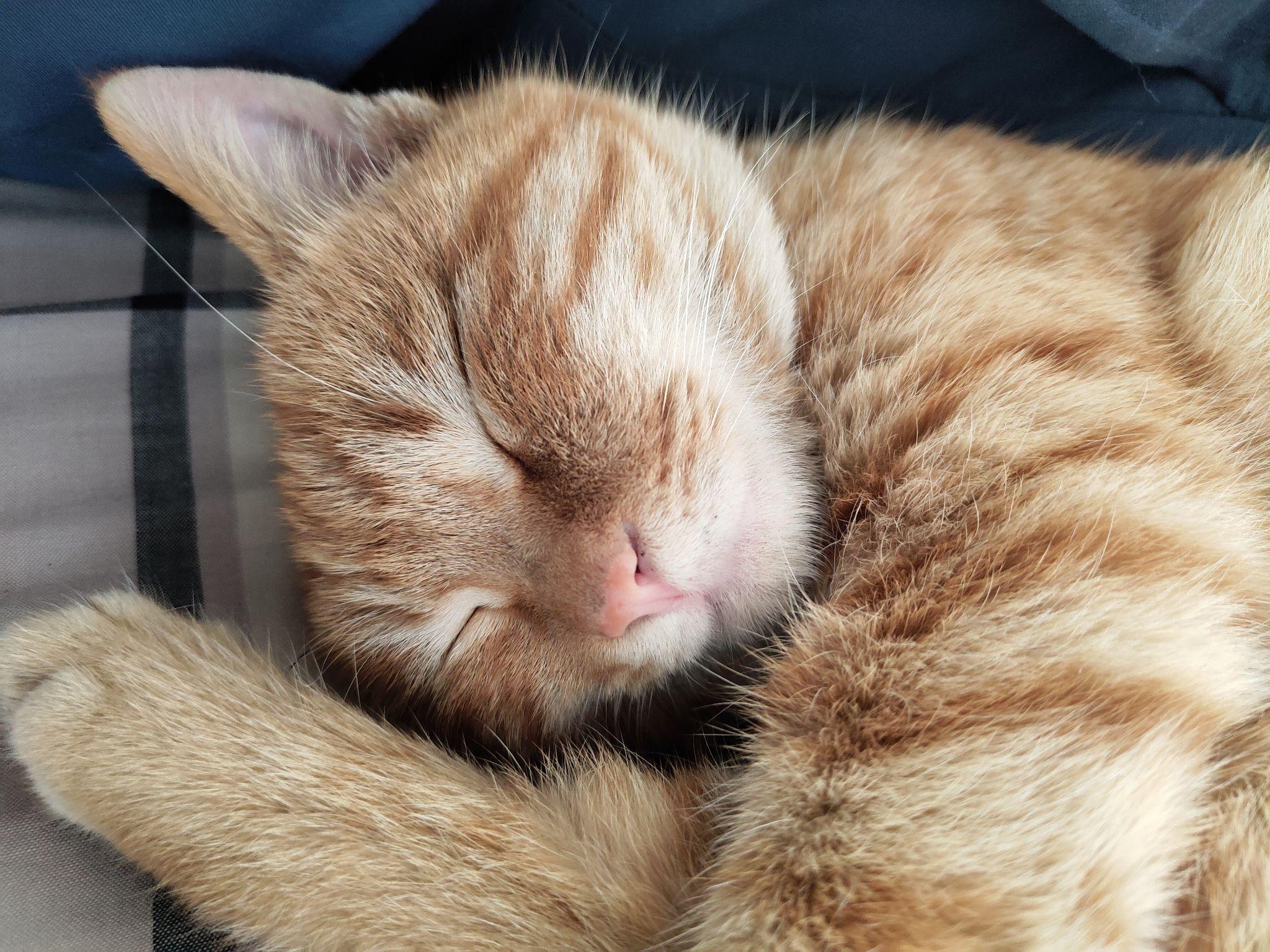 2020年是什么样的理由让你决定养猫