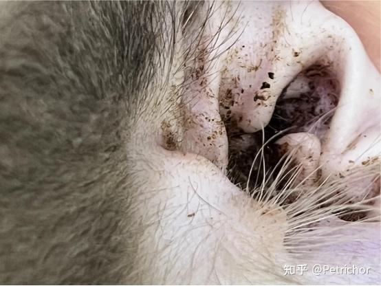 猫咪得了耳螨会传染给人么?