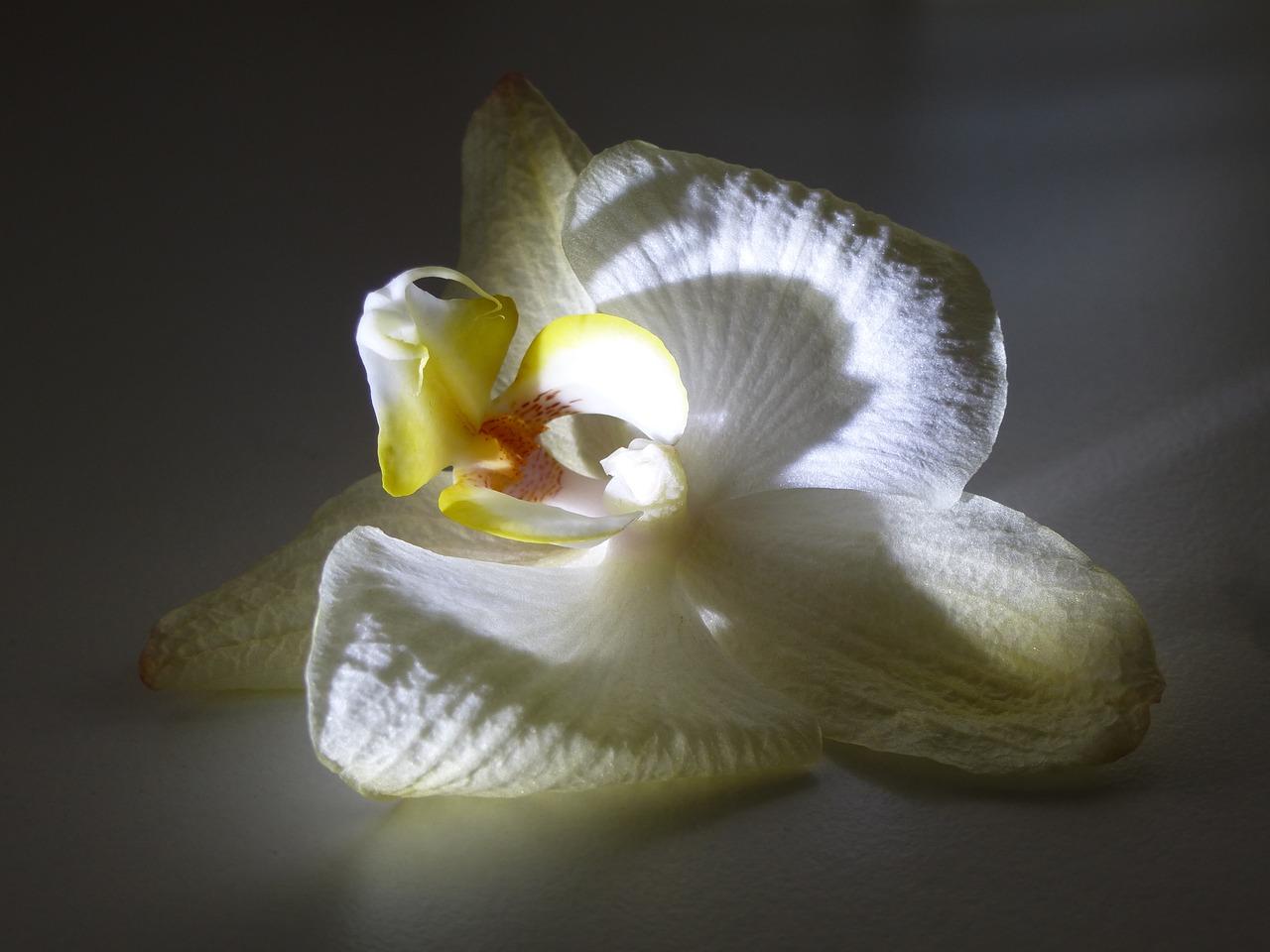 如何知道兰花要开花