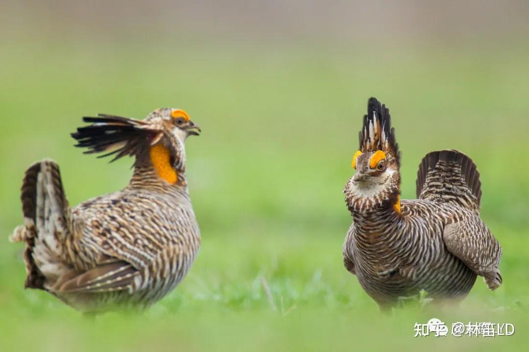 想要变成兔子的草原鸡——来了解一下松鸡们! - 知乎