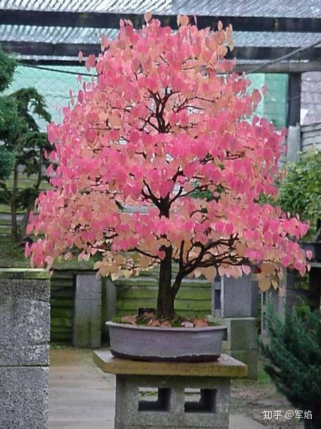 这什么神仙树啊|花园植物 - 知乎