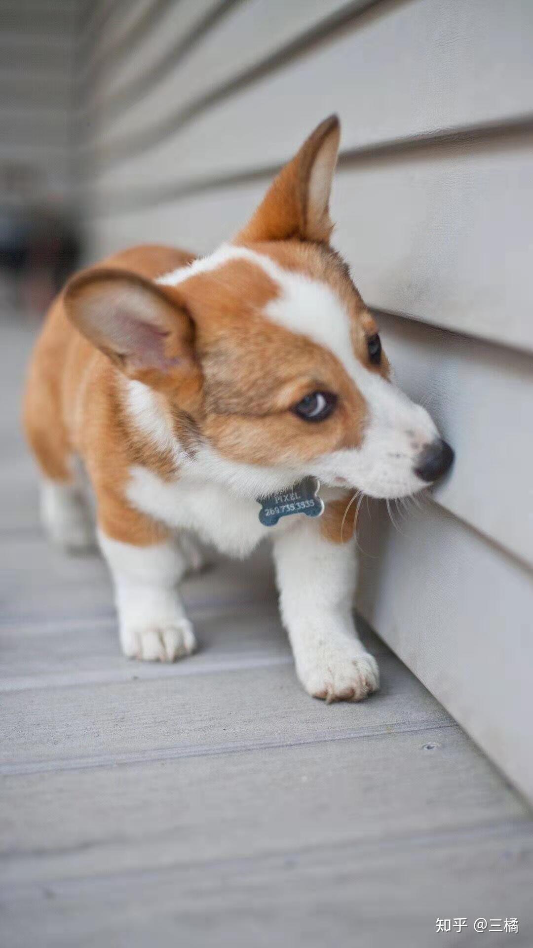 柯基犬平均寿命有多长? - 知乎