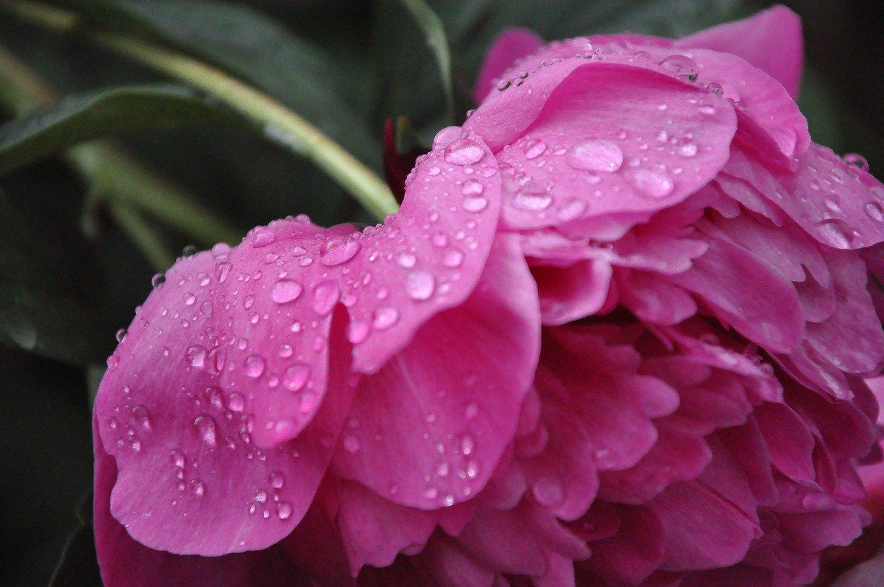 合肥哪里有卖花瓣的