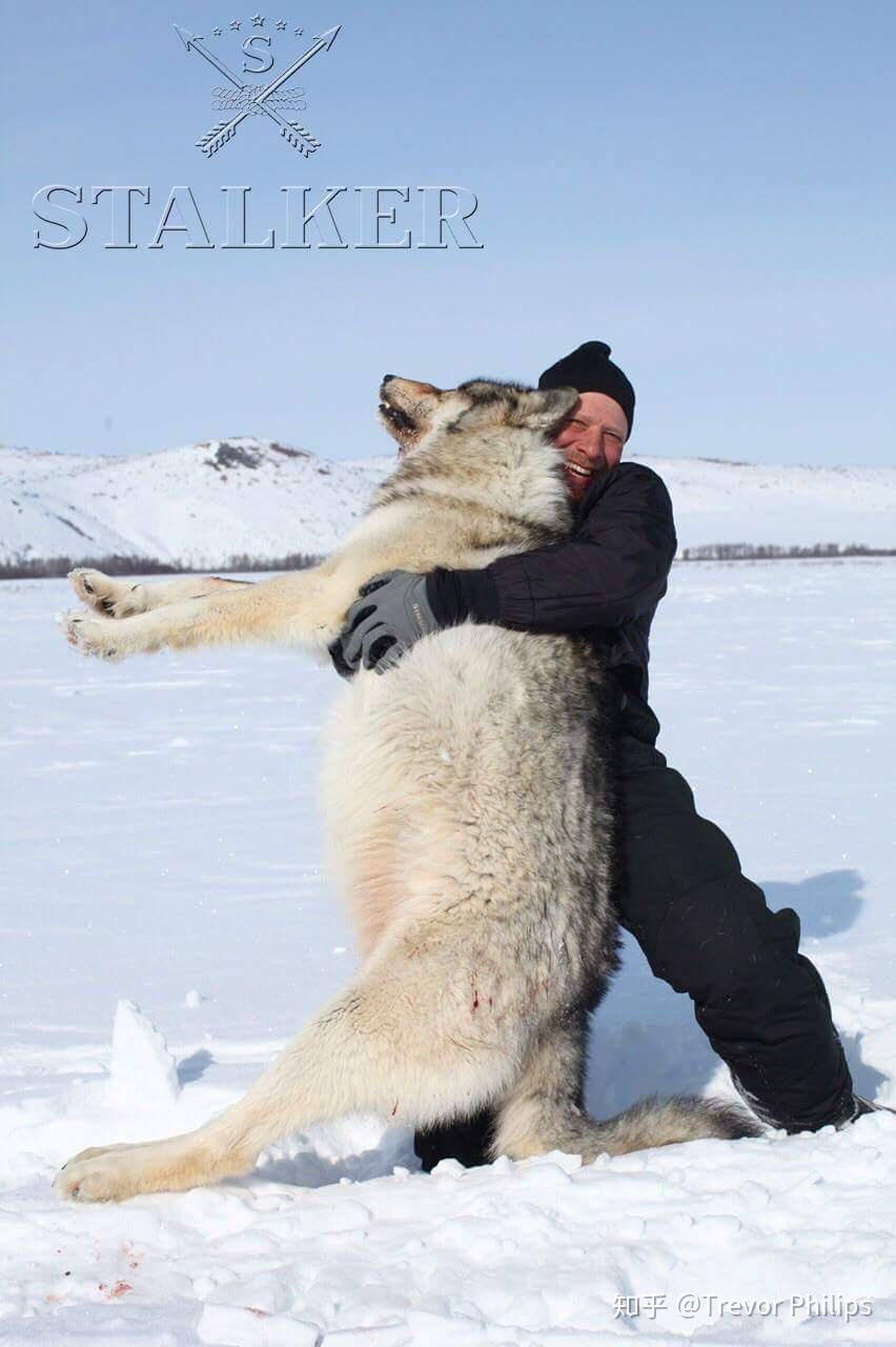 体型最大的狼是什么狼