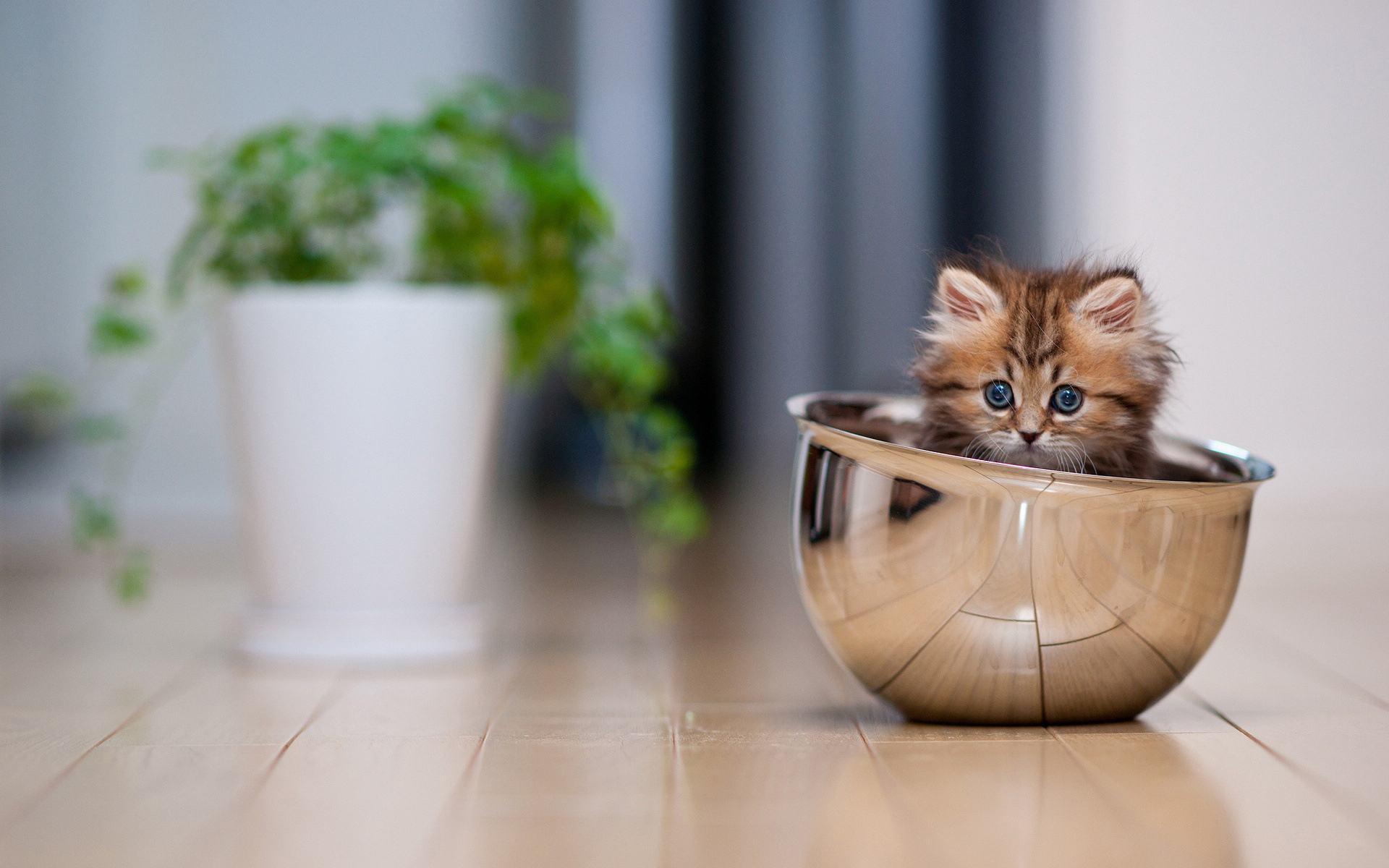 干货文「养猫须知」:铲屎官需要知道的【59条养猫知识科普】 - 知乎