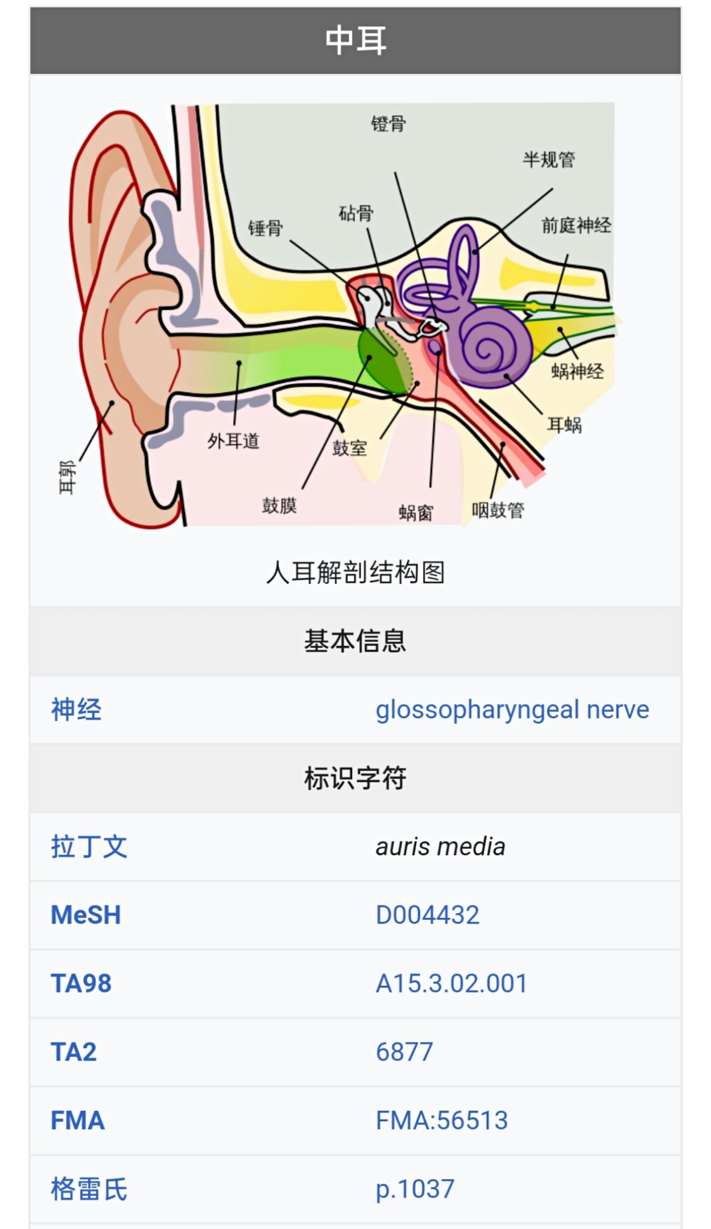 鼓膜穿孔与传导性听力损失/中耳炎/鼓室成形术 - 知乎