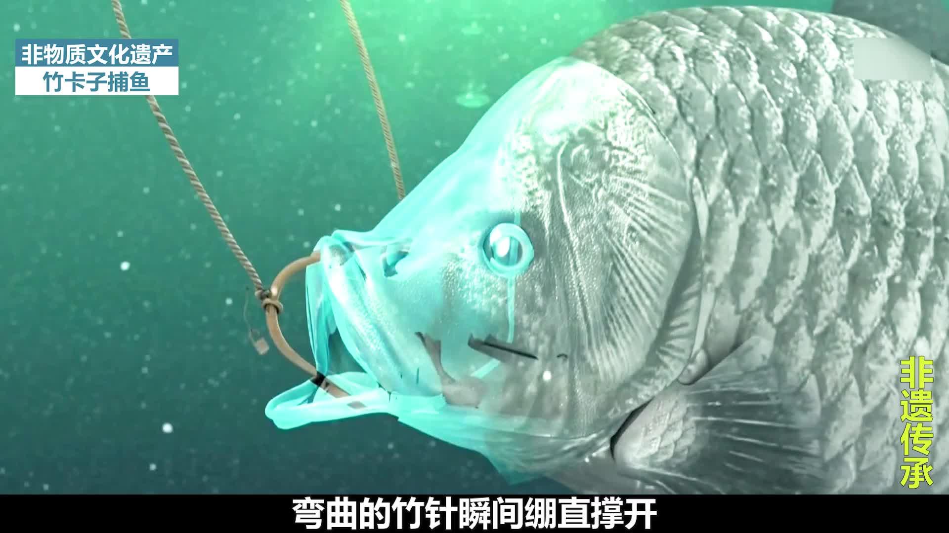 传统竹卡子钓鱼没有鱼钩也可以钓上来鱼