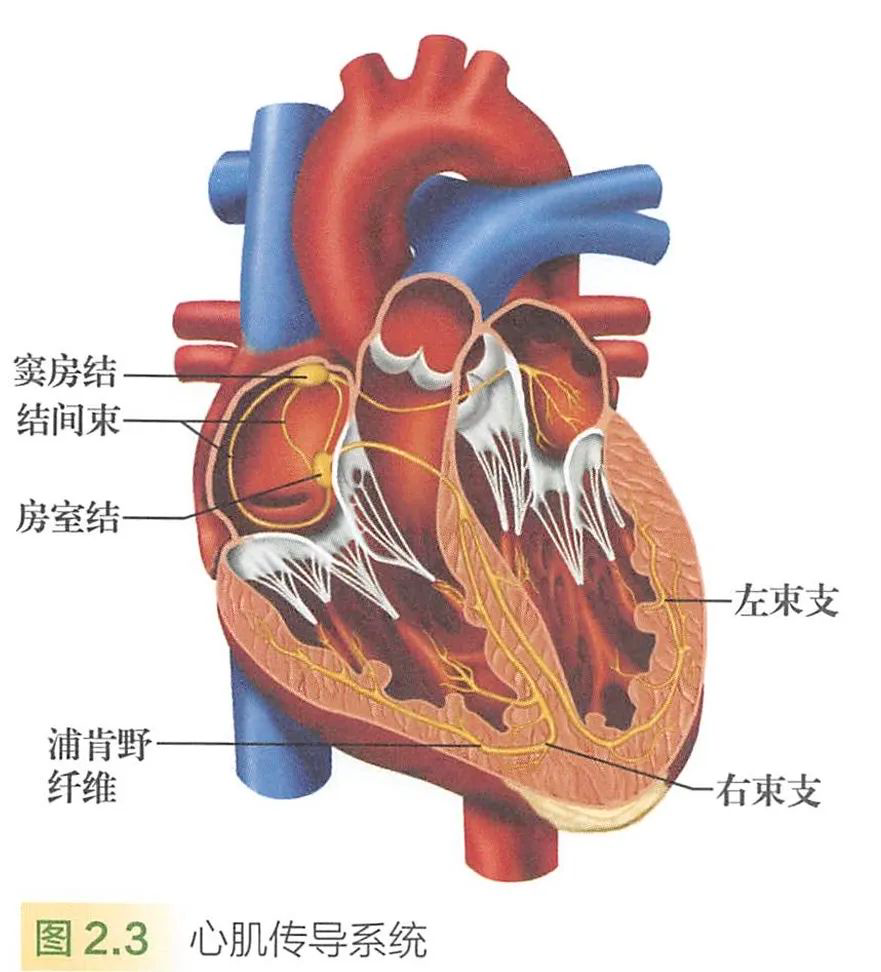 nscacpt第二章复习笔记