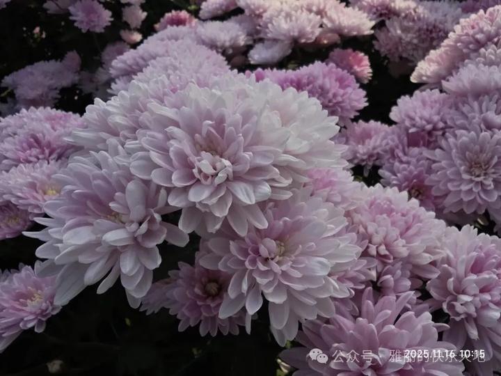 全椒菊博园赏菊记：多姿多彩的“南农”小菊 - 知乎