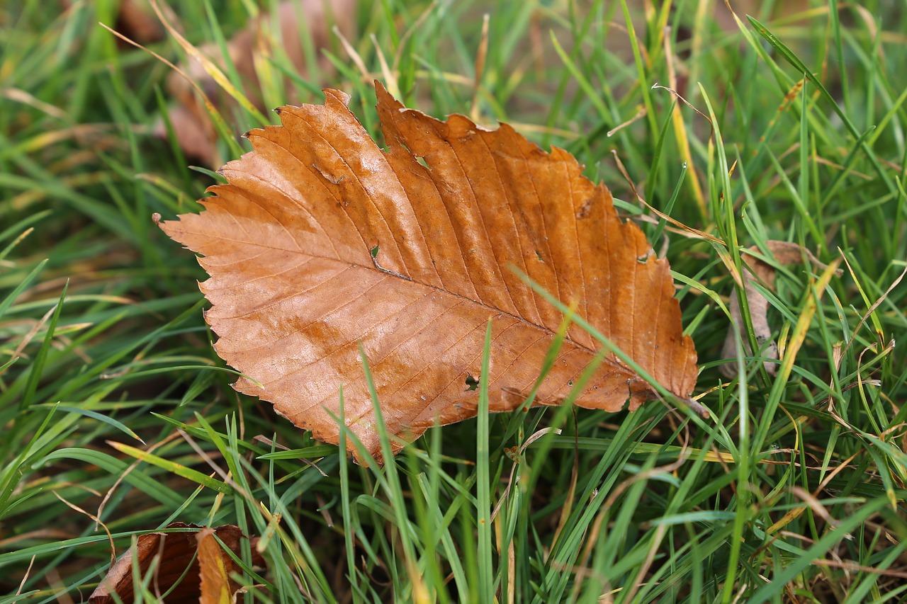 昆山哪里有粽叶采摘
