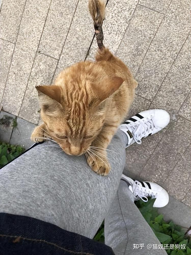 养猫久了才知道,猫咪看到你回家“又扑又咬”,其实有几种含义 - 知乎