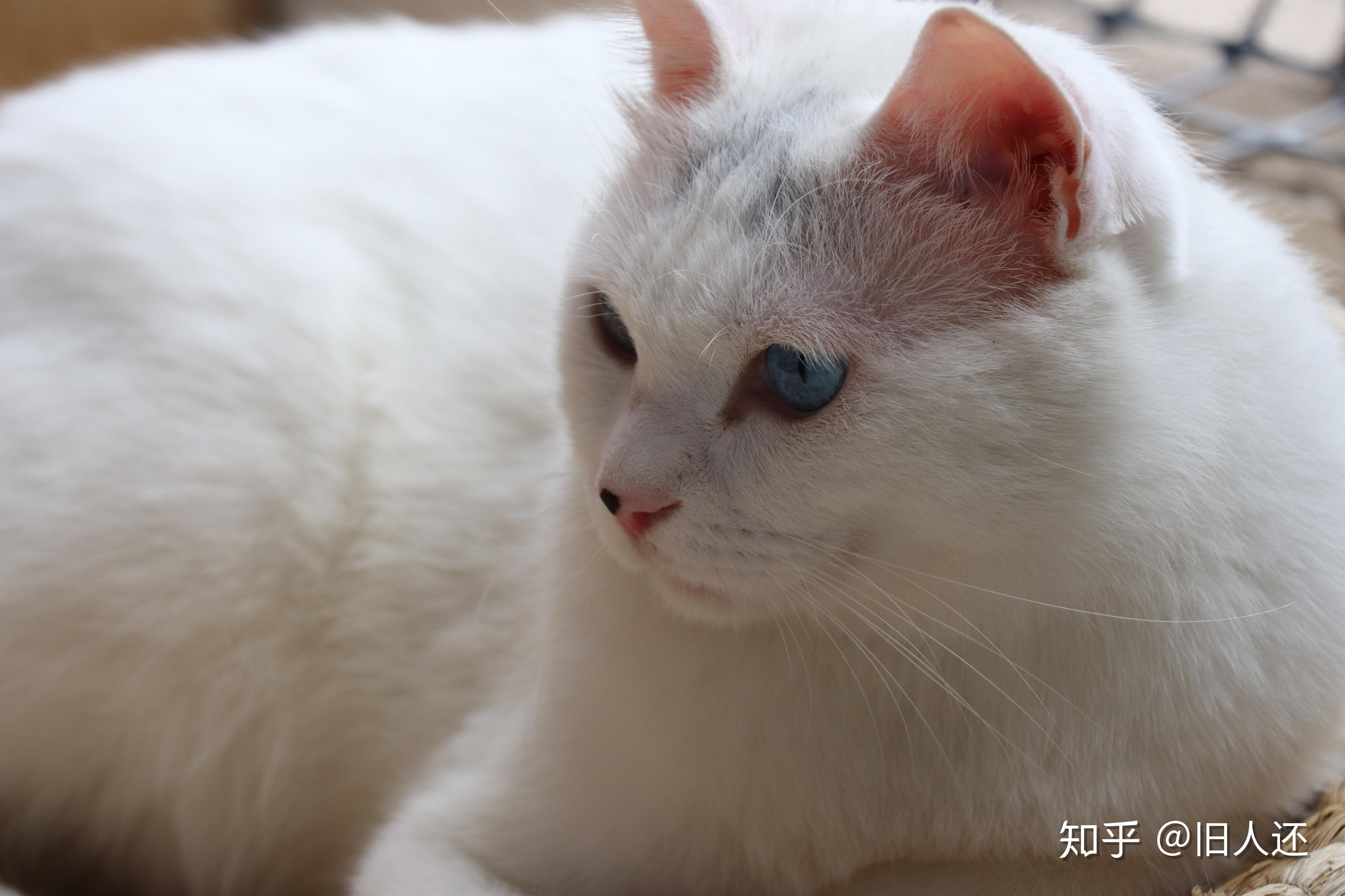 一个半月的中华田园长毛白猫每个月两百到三百的预算没经验不会养各种