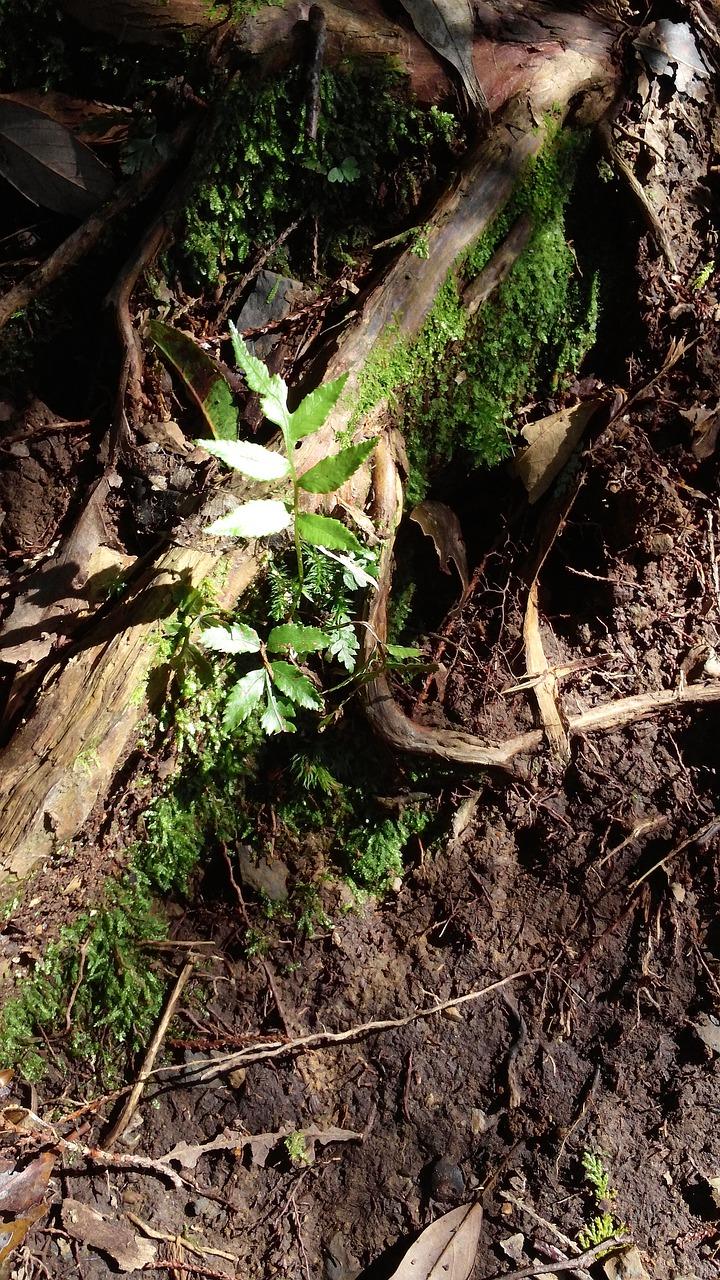 木头爱生什么虫