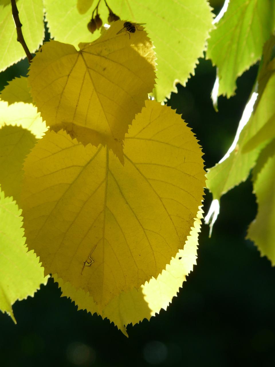 3. 尖叶树种大观