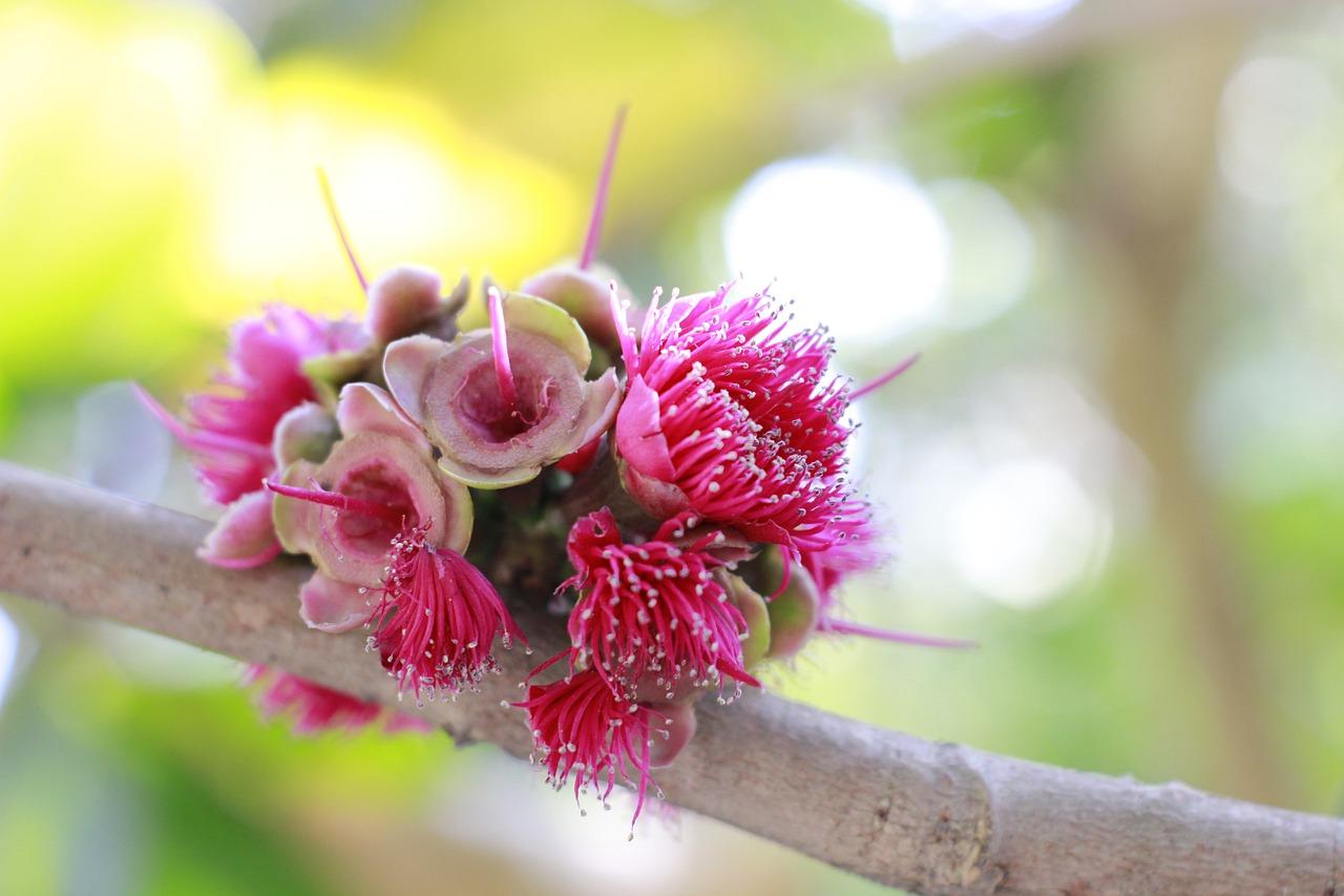 米兰花掉叶子怎么救