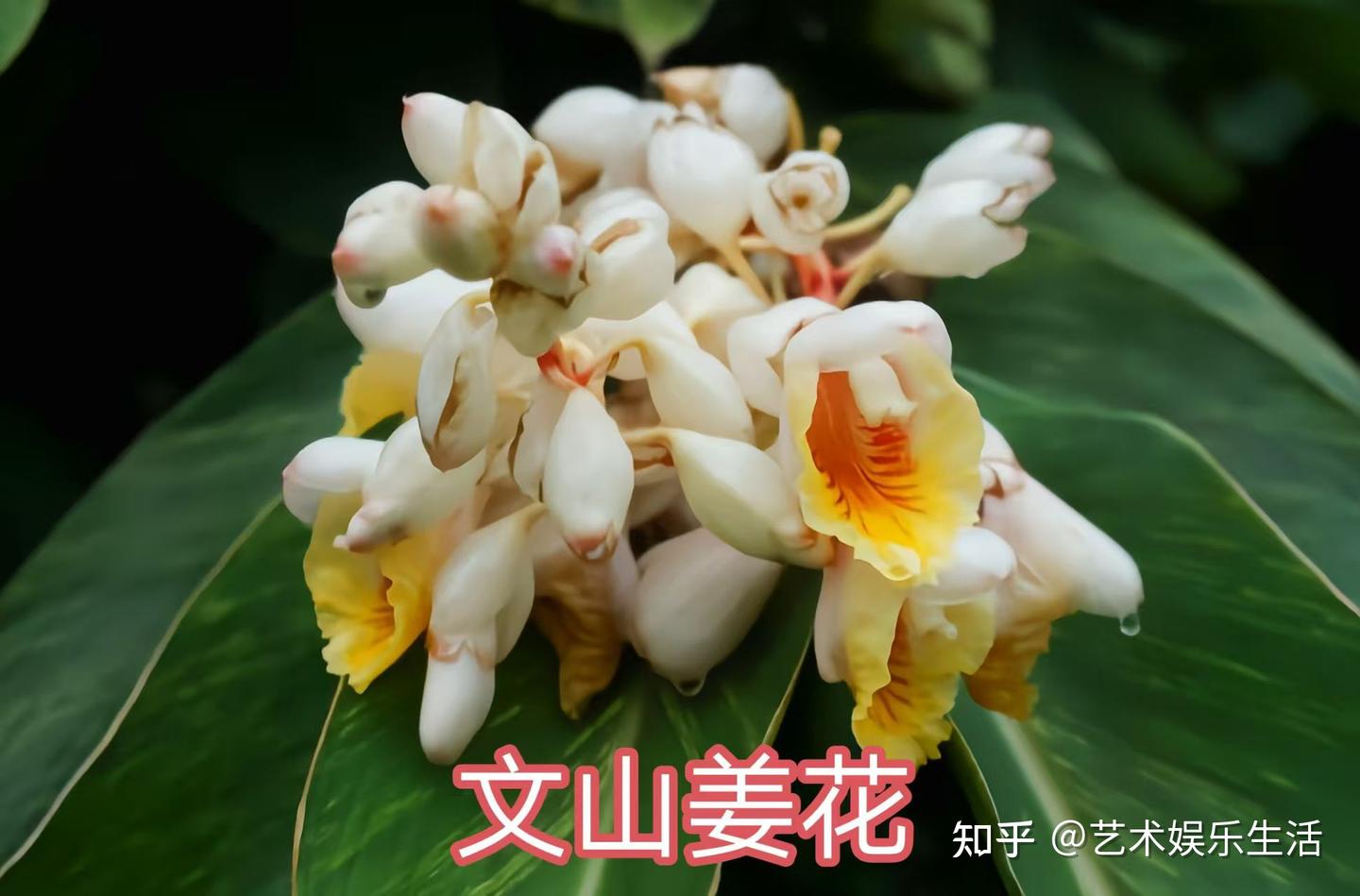 姜科的19种代表植物 - 知乎