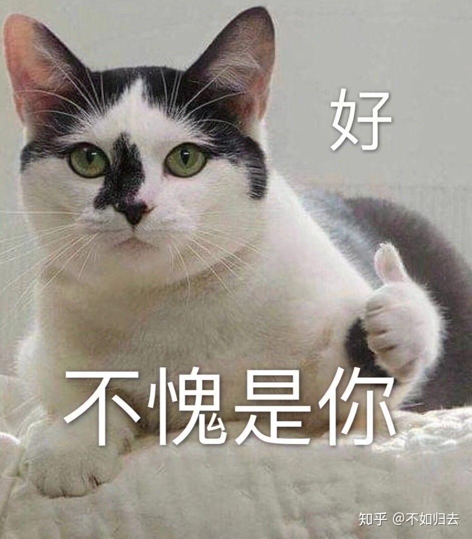 可以分享很沙雕的猫猫表情包吗