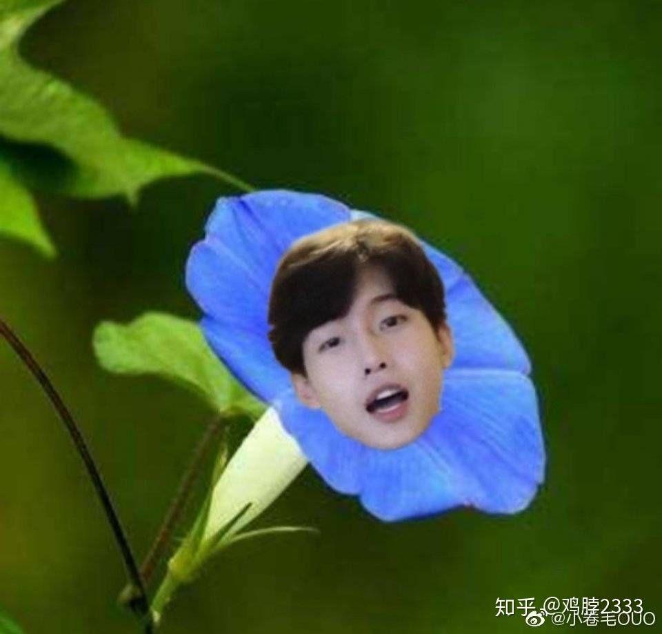 有没有花少北的表情包分享一波?