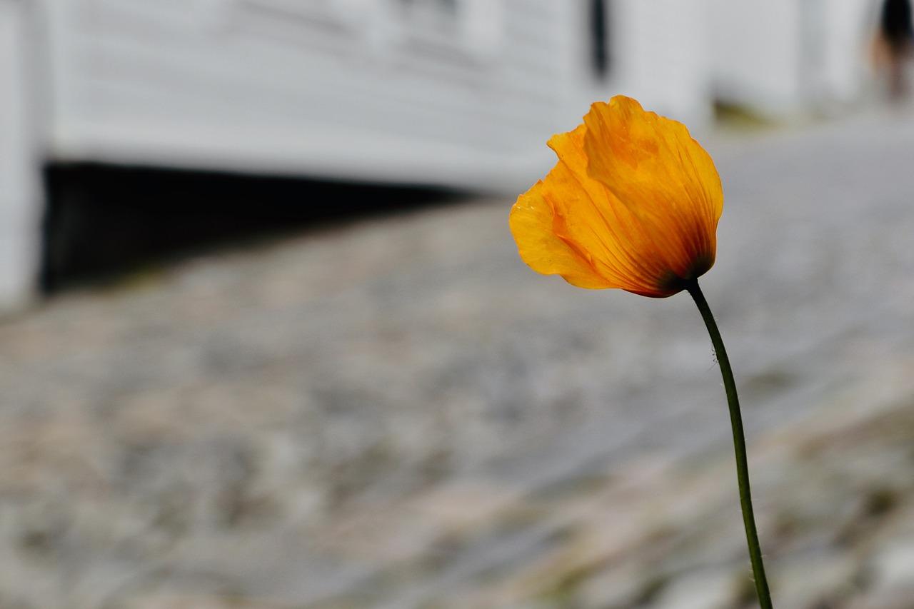 什么是非质量问题