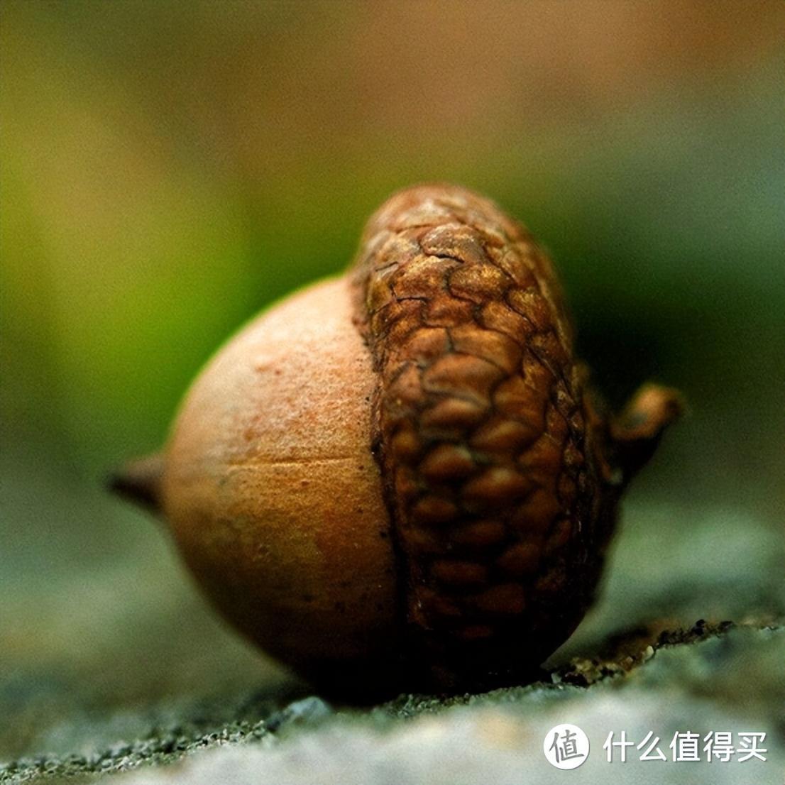 爆火的橡木，真的是好木材吗？为啥中国古代不用？ - 知乎
