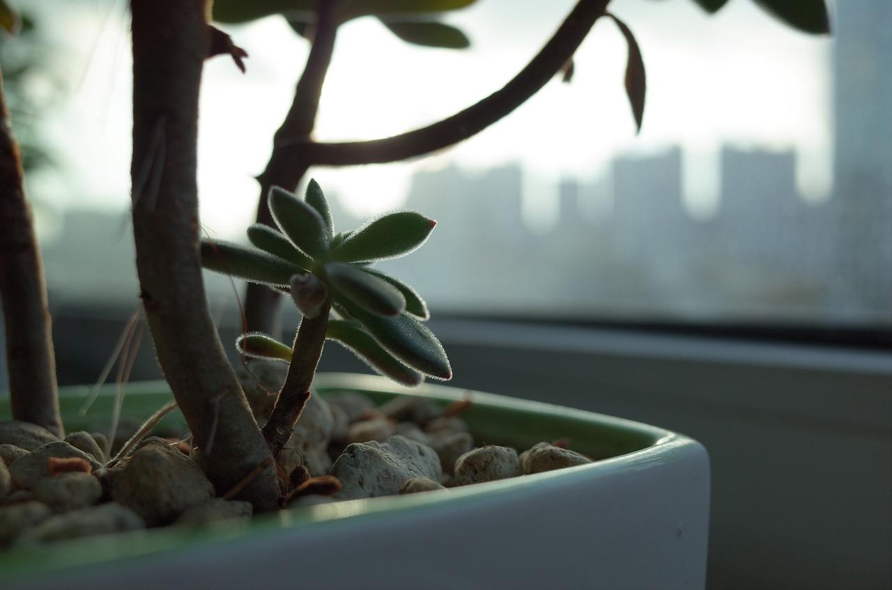 阳台还可以种什么水果