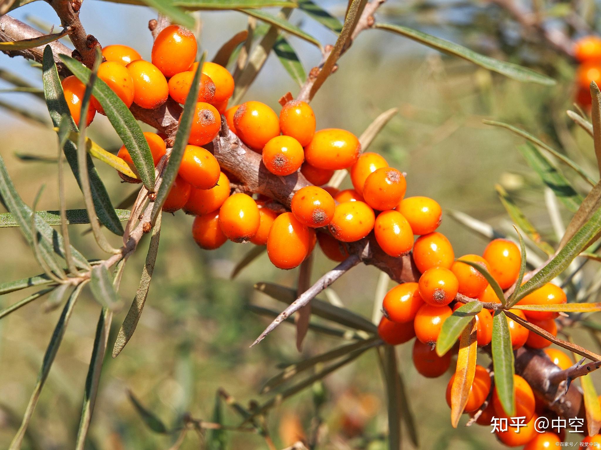 沙棘鲜果怎么吃最好? - 知乎