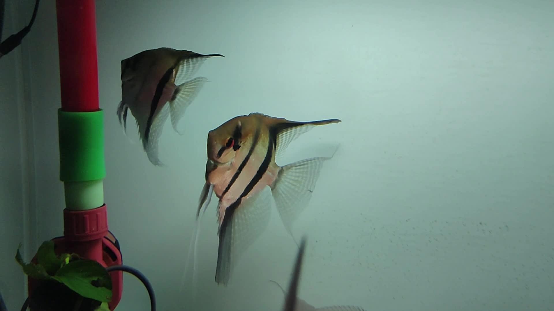 神仙鱼（燕鱼）的饲养，养殖，繁殖 - 哔哩哔哩