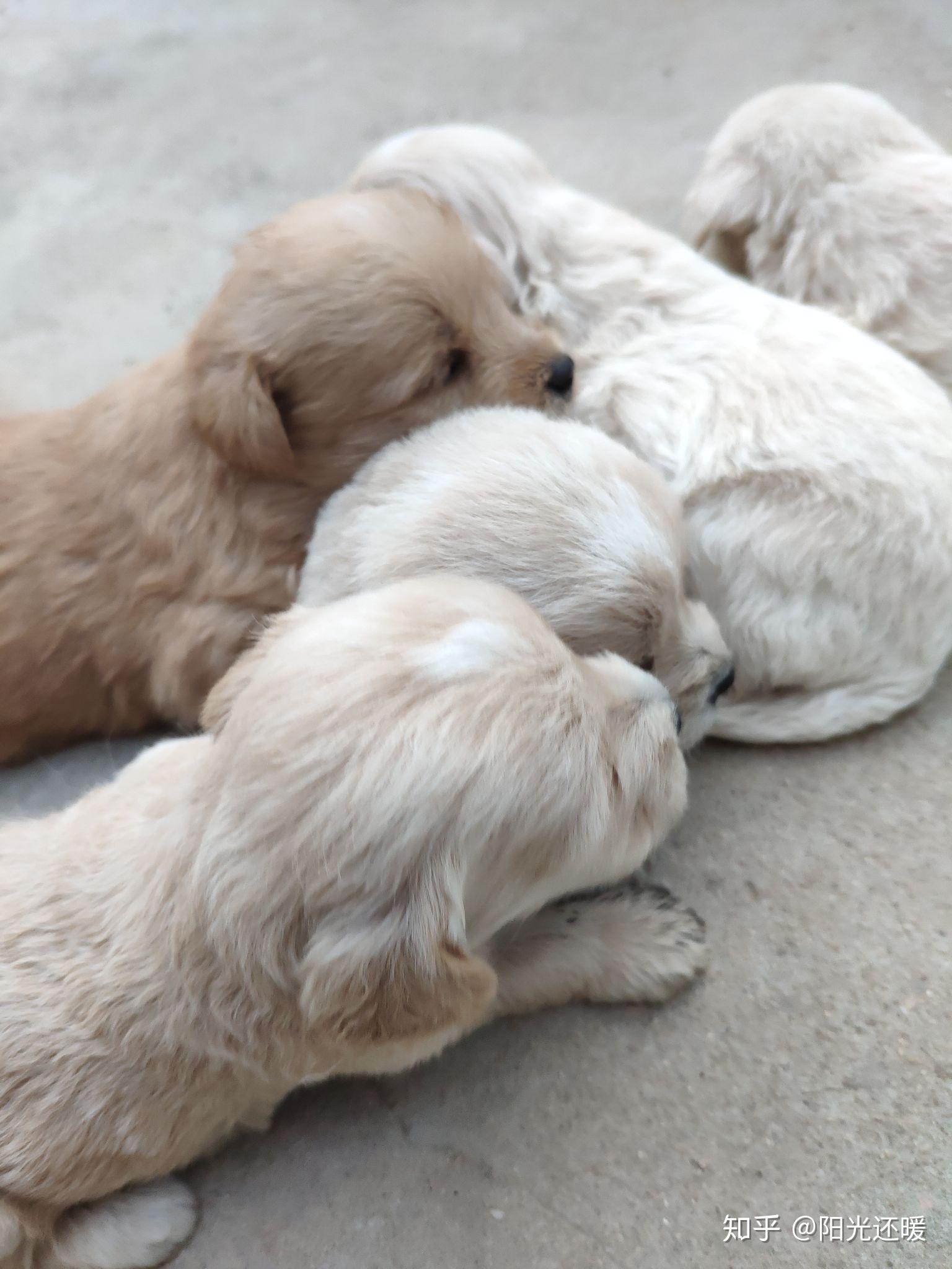 一只母泰迪和一只小土狗交配生出来的小狗是什么形态的