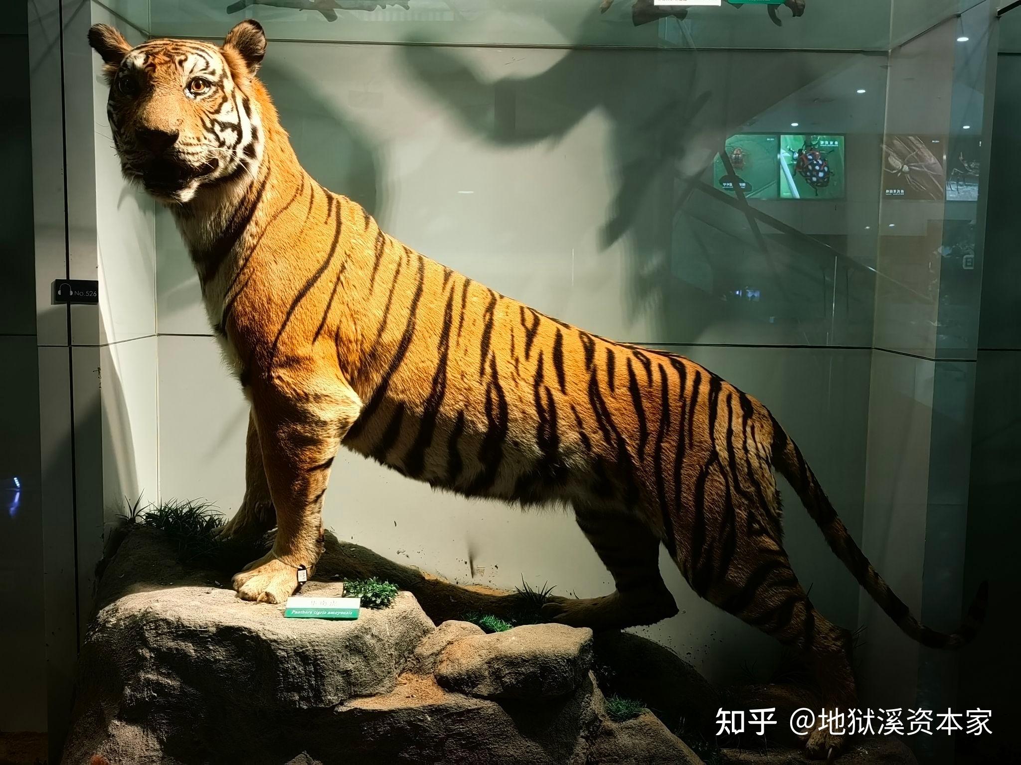 为什么打不过体型最大的熊