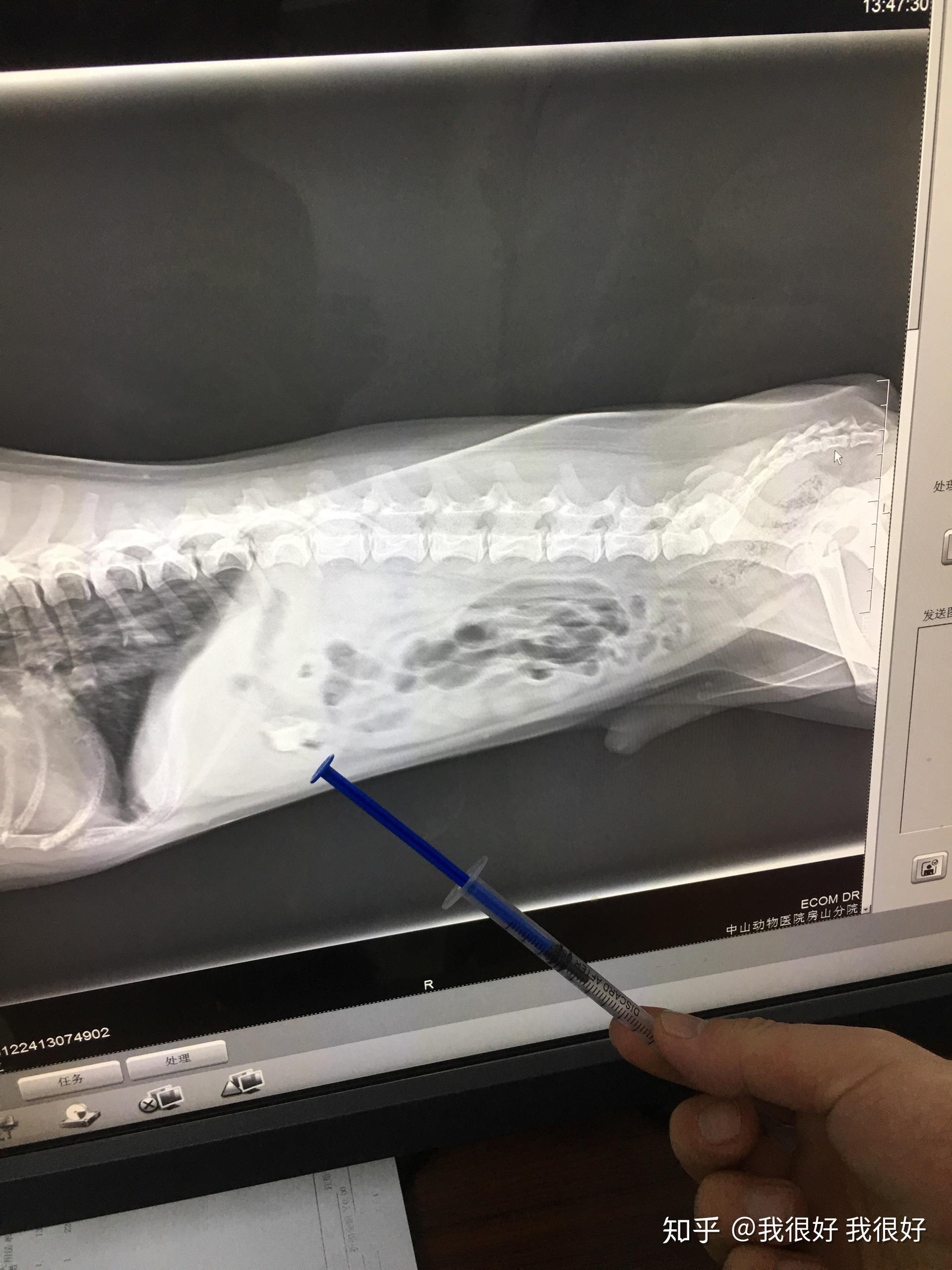 怎么治疗狗狗髋关节发育不良